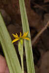 Curtis' star-grass